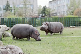 В калининградском зоопарке заболела 25-летняя самка бегемота