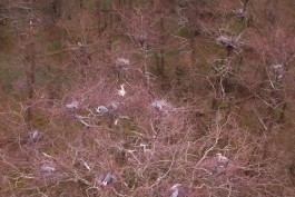 «Массовое гнездование»: на Куршской косе сняли на видео колонию серых цапель