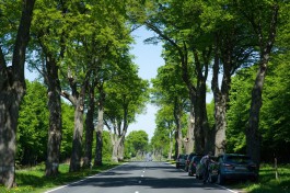 В Калининградской области обследуют 14 автодорог, чтобы снести опасные деревья