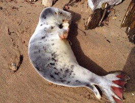 На пляж в Малиновке приплыл тюлень