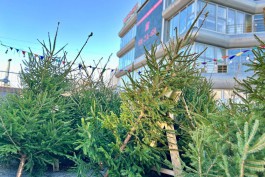 &laquo;От двух до 15 тысяч&raquo;: где и какие ёлки можно купить в Калининграде