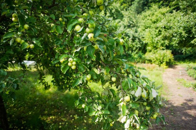 Минсельхоз: Урожай местных яблок продали калининградским торговым сетям и переработчикам
