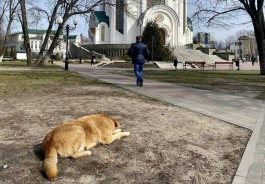 Власти рассказали, почему не могут убрать бродячих собак из центра Калининграда 