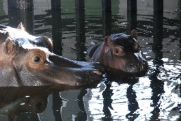 Бегемотика Тошу в калининградском зоопарке будут показывать только по выходным