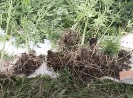 УМВД: В Зеленоградске мужчина выращивал плантацию конопли (видео)