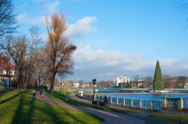 На Верхнем озере в Калининграде срубят 15 деревьев