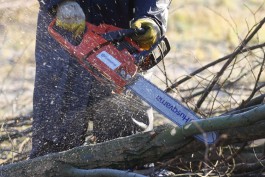 Активист: В Калининграде вырубают здоровые деревья под предлогом защиты граждан