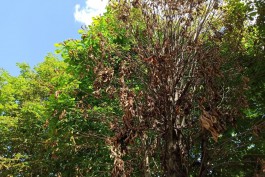 Лечением каштанов в Калининграде займётся предприниматель из Санкт-Петербурга 