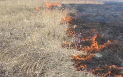 За сутки в Калининградской области пожарные 19 раз тушили траву