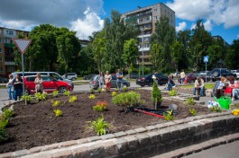 «Клумба дружбы»: в Калининграде высадили кустарники у Дворца творчества (фото)