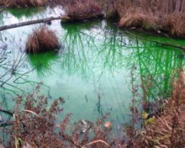 МУП «Водоканал» предупреждает о «зелёной воде» в Ялтинском пруду и ручье Гагаринский