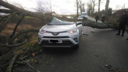 В Гурьевском округе упавшее дерево раздавило «Тойоту»: водителя заблокировало в салоне
