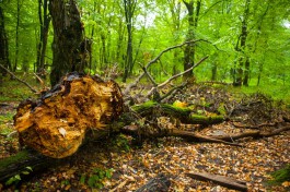 В Краснознаменском округе две женщины заблудились и ночевали в лесу