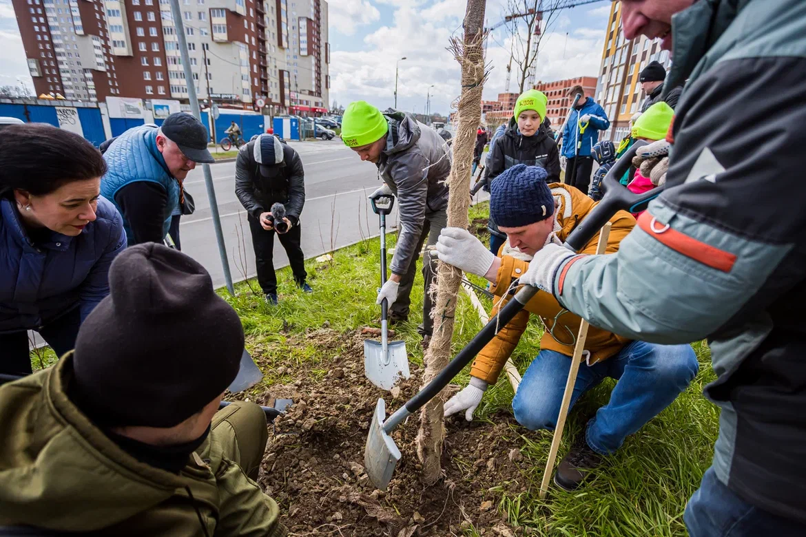 За две недели в городах Калининградской области высадят 1000 кустарников и 300 деревьев