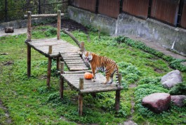 В калининградском зоопарке учились ловить амурского тигра