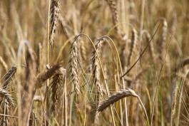 Федеральные власти решили убрать заградительную экспортную пошлину на пшеницу