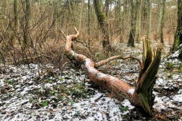 В Калининградской области зафиксировали самую раннюю климатическую зиму за 24 года