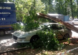 На Верхнем озере в Калининграде дерево рухнуло на два автомобиля (видео)