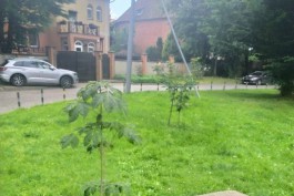 «Клёны, сакуры, берёзы и ивы»: на берегу Верхнего озера в Калининграде высадят 81 дерево