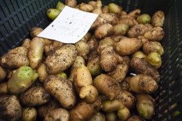 За неделю из Калининградской области вывезли более 500 тонн семенного картофеля