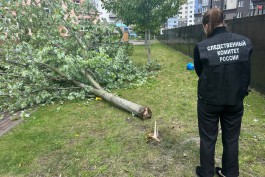 СК возбудил уголовное дело после падения дерева на мальчика в детском саду Калининграда