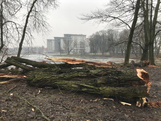 Прокуратура выявила нарушения закона при вырубке деревьев в Южном парке Калининграда