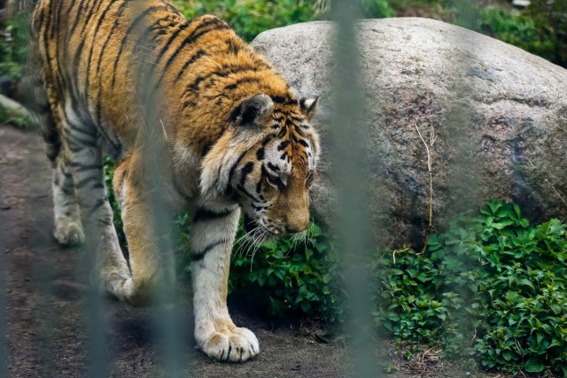 Соколова рассказала, когда в калининградском зоопарке снова появятся тигры