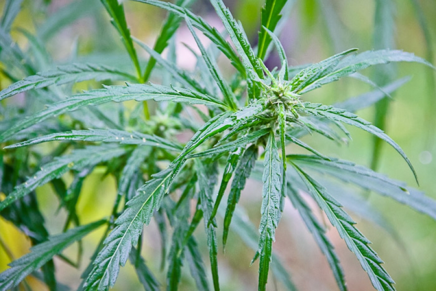 Законно ли в россии выращивать коноплю обмануть тест марихуаны