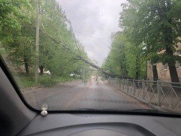 На улице Судостроительной в Калининграде дерево упало на проезжую часть