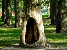 «Заморские гости под окном»: где посмотреть на калининградские памятники природы