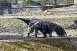 С 2 сентября Калининградский зоопарк будет работать на час меньше 