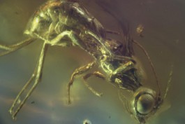 В янтаре из коллекции калининградского музея нашли неизвестный вид насекомого