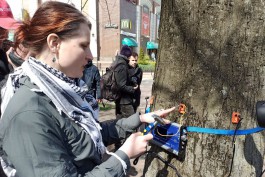 «Увидеть гниль и дупла»: как проверяют деревья в Калининграде с помощью томографа (фото)