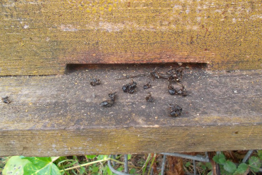 Экологи: Агрохолдинг «Долгов &К» спровоцировал массовую гибель пчёл в Гусевском районе