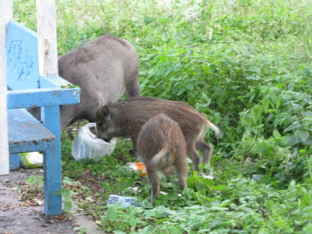 «Неожиданное свинство»: посетители Куршской косы кормят животных мусором (фото)