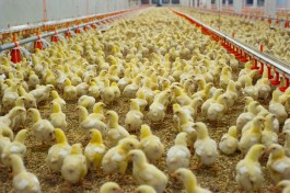 В Калининградской области на 80% завершили строительство инкубатория производительностью 11,7 млн яиц