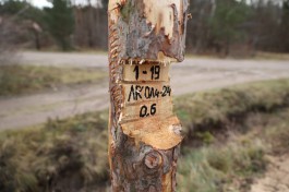 «Предновогодний режим»: в Калининграде начали круглосуточно патрулировать городские леса