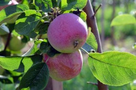 В Калининградской области приступили к сбору урожая яблок