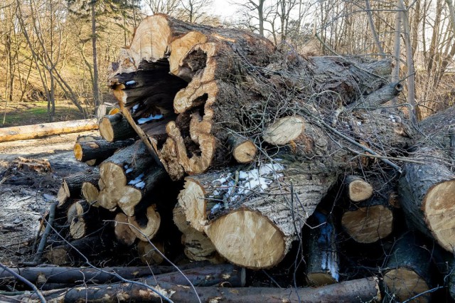 На стройплощадке детского сада в микрорайоне Космодемьянского вырубят 263 дерева