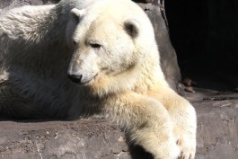 В зоопарке Калининграда планируют в 2020 году начать проектирование вольера для белого медведя