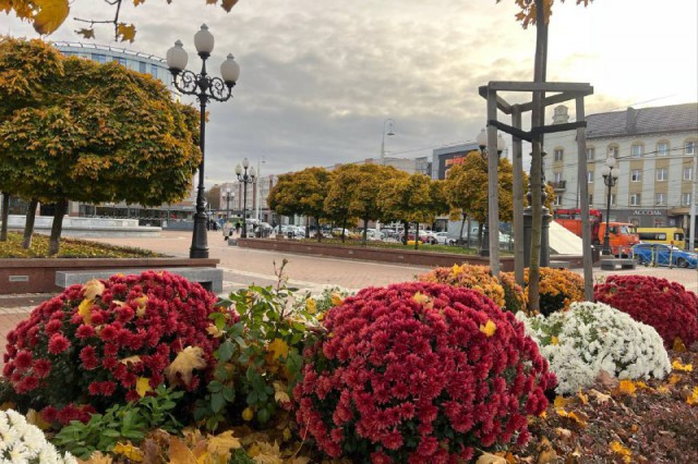 Власти ищут подрядчика для высадки цветов в Центральном районе Калининграда