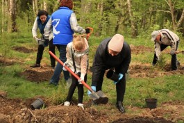 В лесах Чкаловска высадили 250 дубов и елей