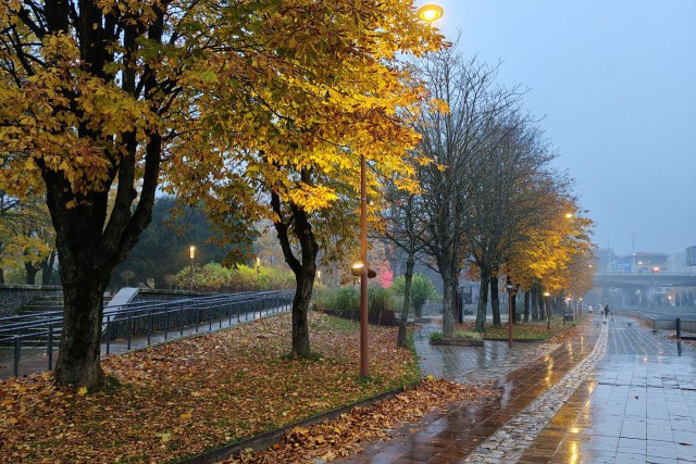 На острове Канта в Калининграде высадят амбровое дерево и 400 крокусов