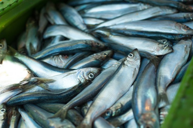 Региональные власти планируют добиться увеличения квот на вылов рыбы в Балтийском море