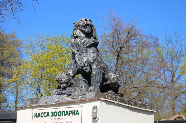 «Отольют новые из бронзы»: в пятницу со входа в калининградский зоопарк демонтируют скульптуры львов