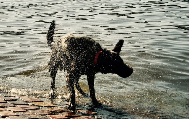 Калининградец прыгнул в озеро, чтобы спасти свою собаку