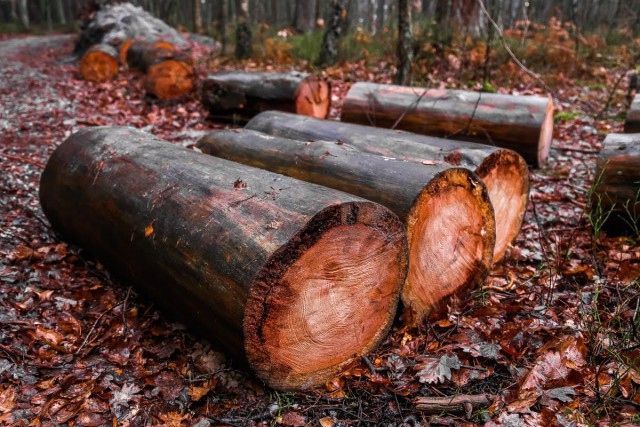 Калининградские приставы пытаются взыскать с арендатора лесов 19,8 млн рублей за незаконную вырубку