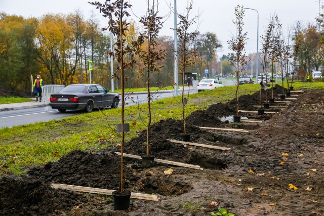Осенью в Калининграде планируют высадить 271 дерево и 1500 кустарников