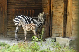 В калининградском зоопарке родился жеребёнок зебры (видео)
