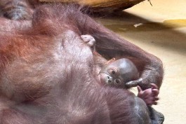 В Калининградском зоопарке родился детёныш орангутана
